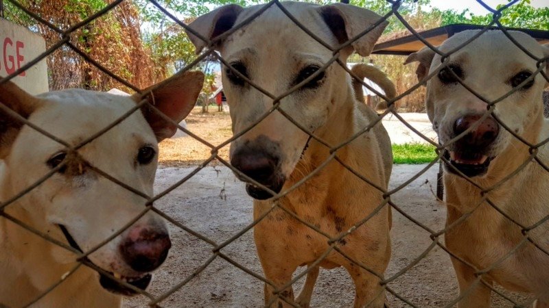 passeio de elefante no sudeste asiático