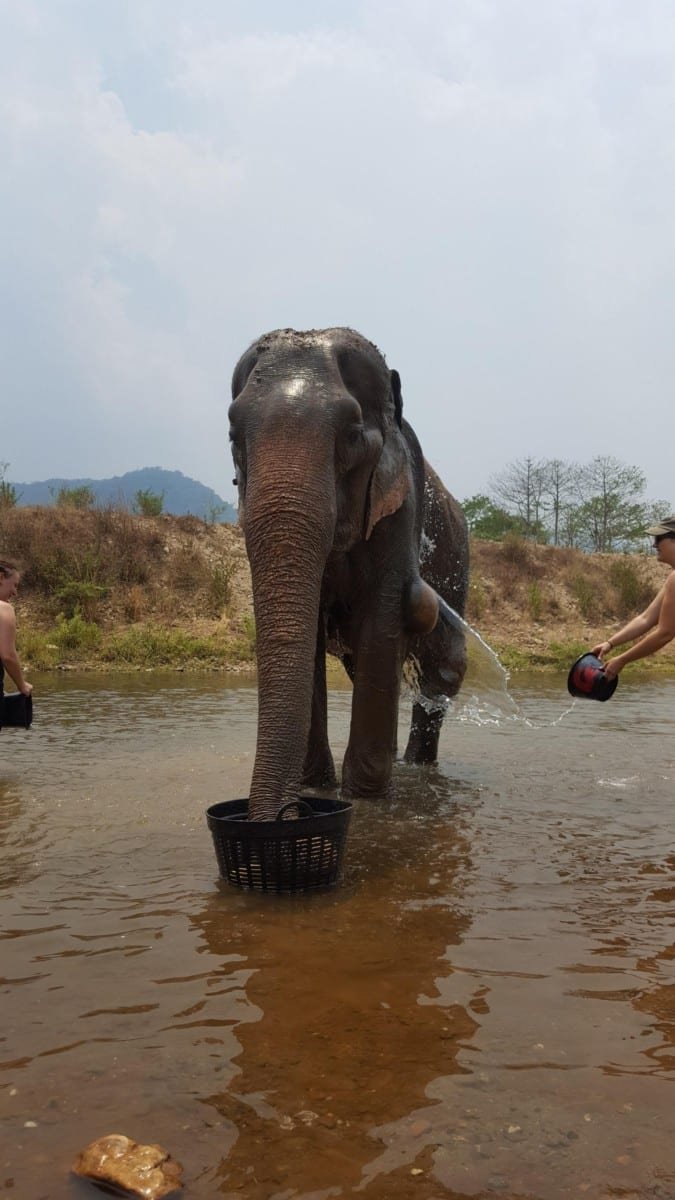 passeio de elefante no sudeste asiático