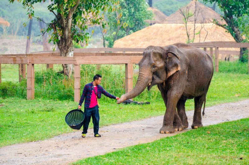 Uma pessoa alimenta um elefante enquanto segura uma cesta em uma área gramada com árvores e cercas de madeira ao fundo. Imagem para ilustrar post sobre o que fazer na Tailândia.