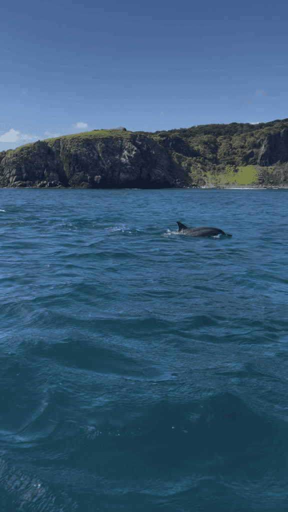 Um golfinho nada perto da superfície do oceano com penhascos rochosos e vegetação visível ao fundo sob um céu claro.