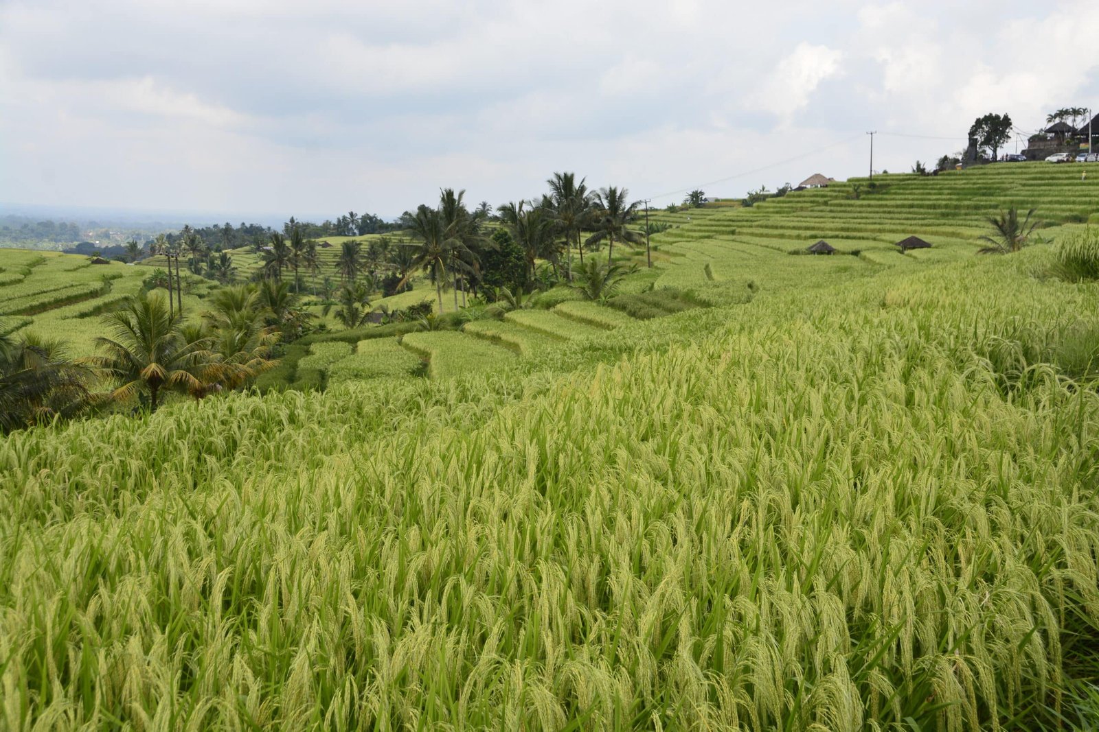 Foto dos terraços de arroz em Jatiluwih.  Está ilustrando o post sobre o que fazer em Ubud.