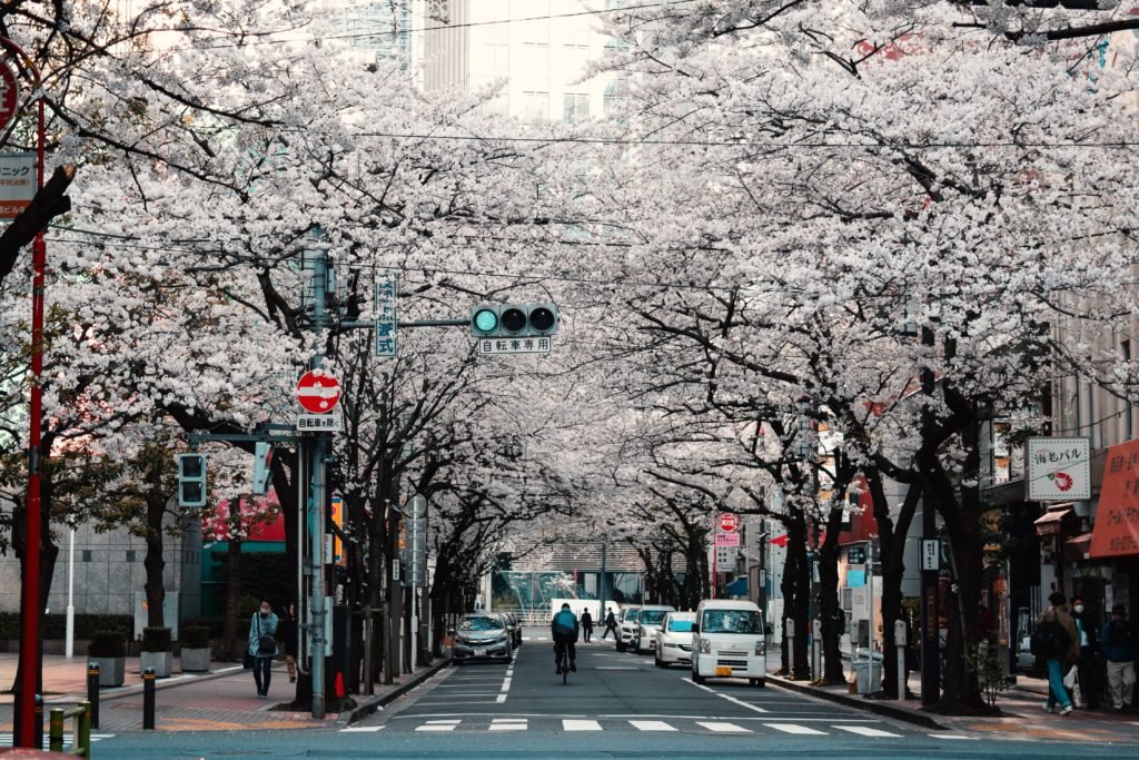 Rua com árvores floridas em Tóquio, no Japão