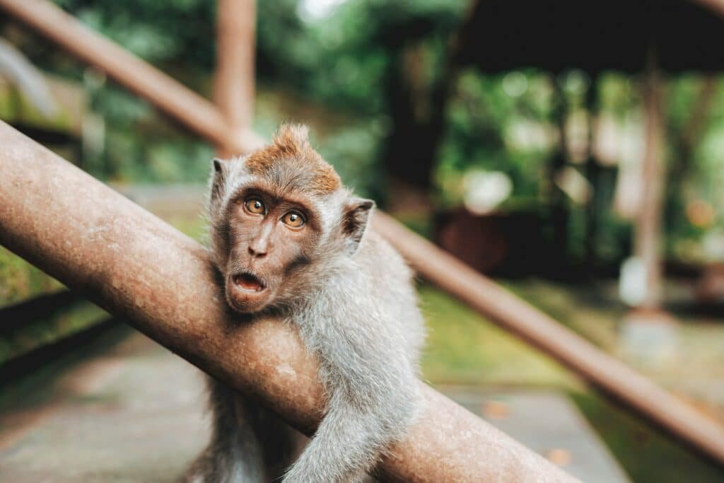 Um macaco em Ubud com olhos castanhos e um tufo de pelos está descansando em uma grade de metal, com um fundo verde desfocado.